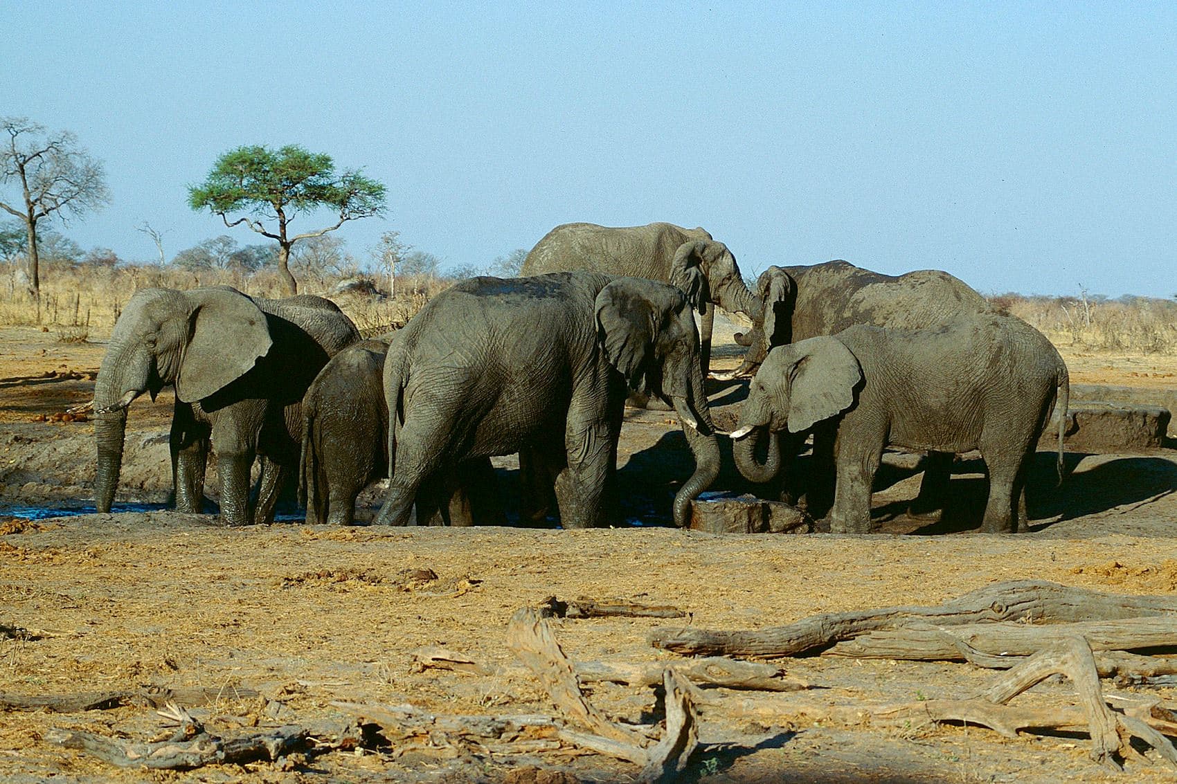 A herd of elephants in Hwange National Park