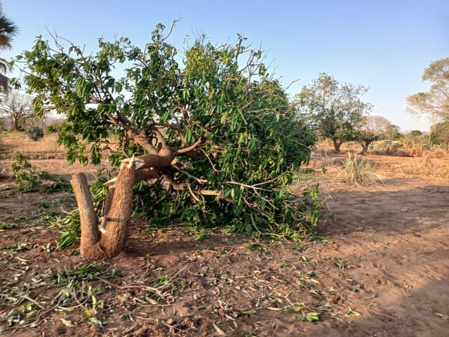 A tree with broken branches beside a field