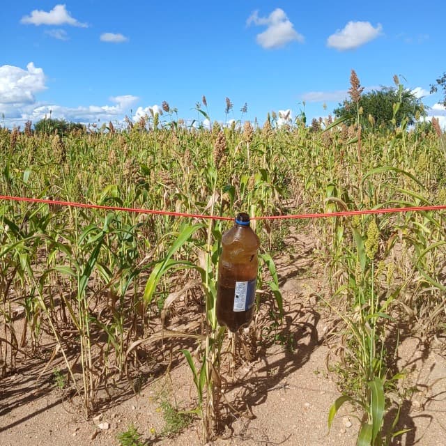 Bottles suspended along the edge of a crop field
