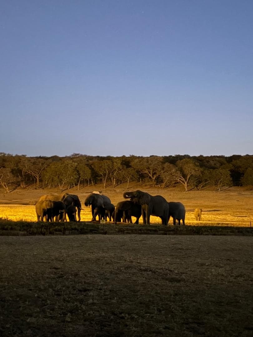 Elephants gathered on open grassland