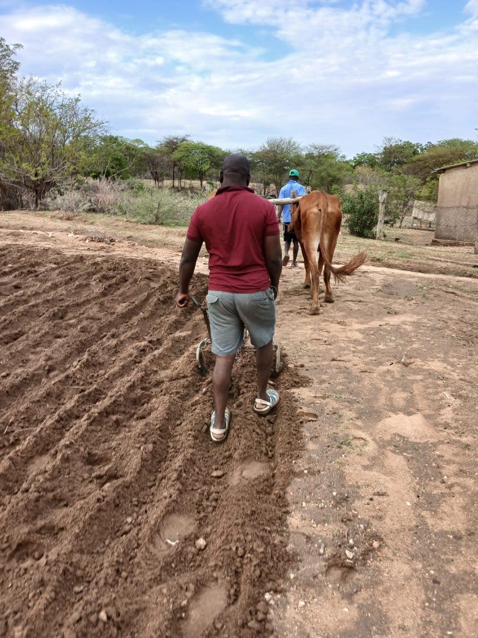 A farmer working a field with cattle