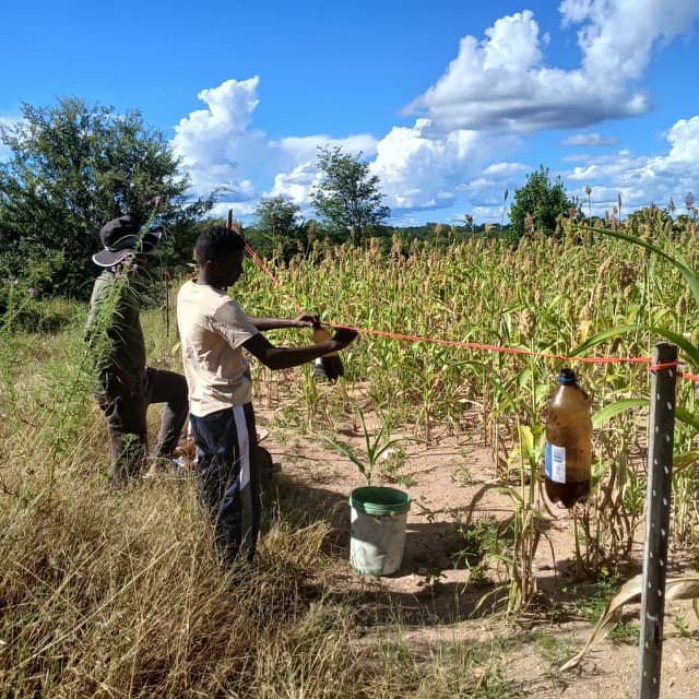 A participant working beside a crop field and suspended bottles