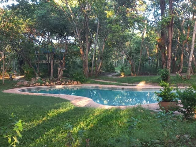 A swimming pool surrounded by trees