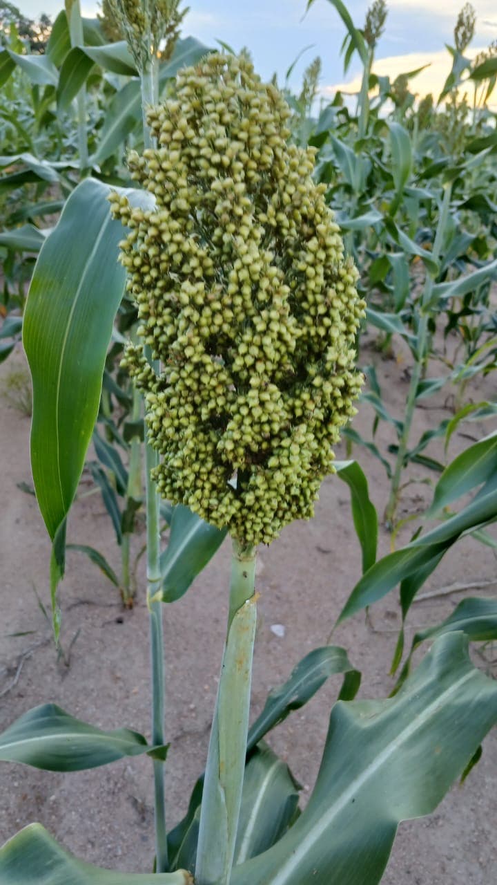 A close view of a grain seed head