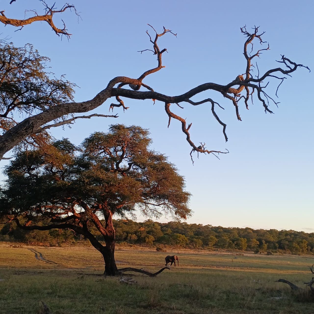 A branching tree overlooking open grassland