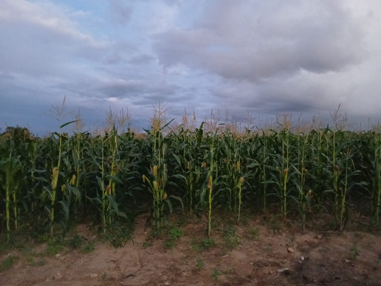A maize field under gathering clouds