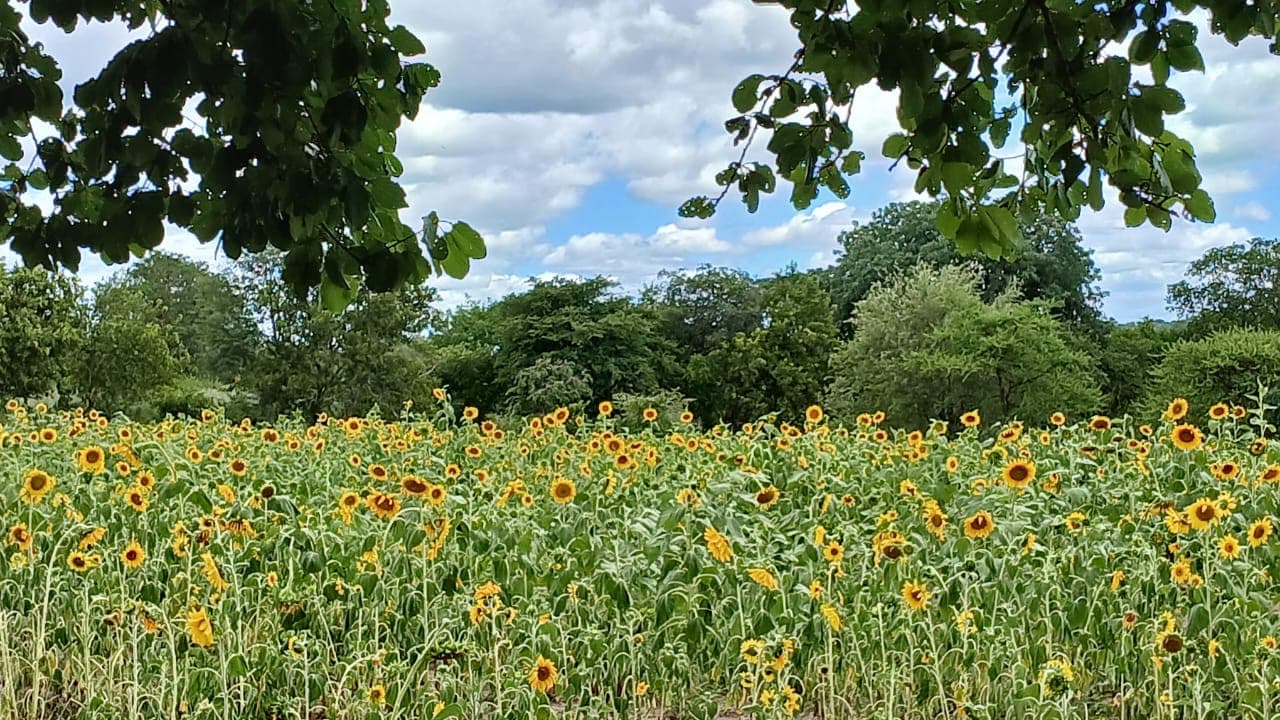 A field of sunflowers beneath a blue sky