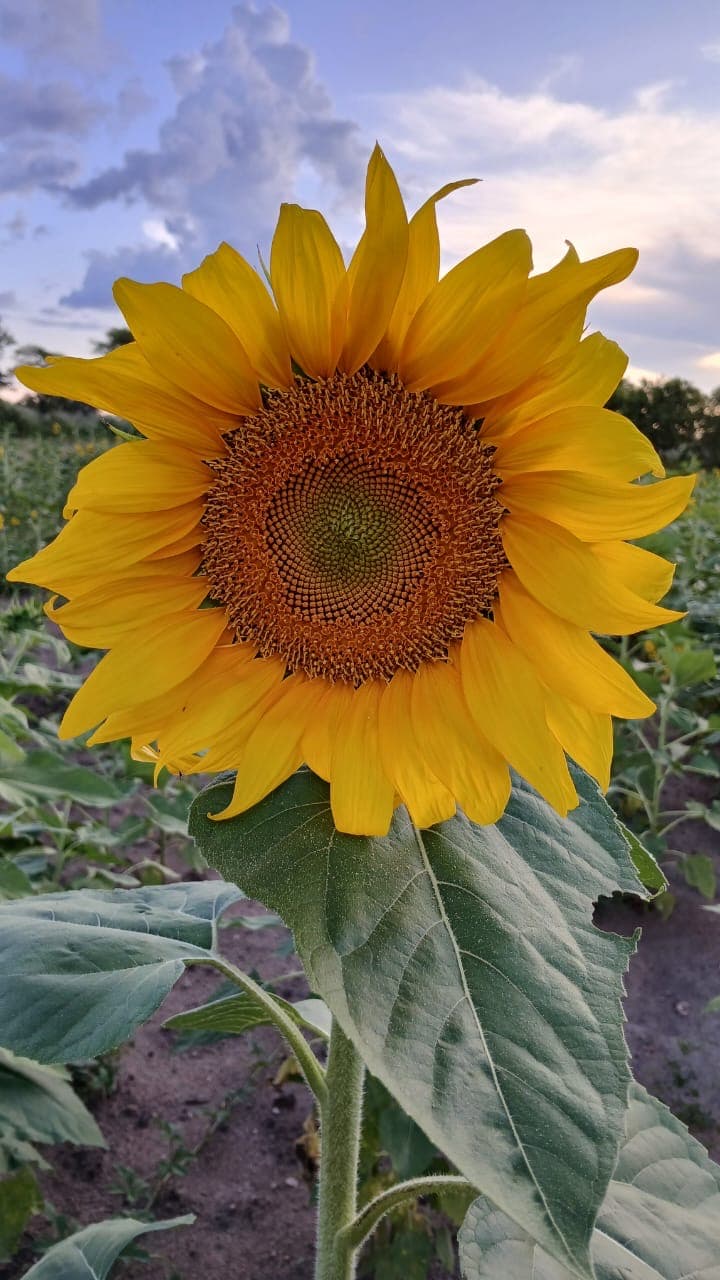 A sunflower in bloom