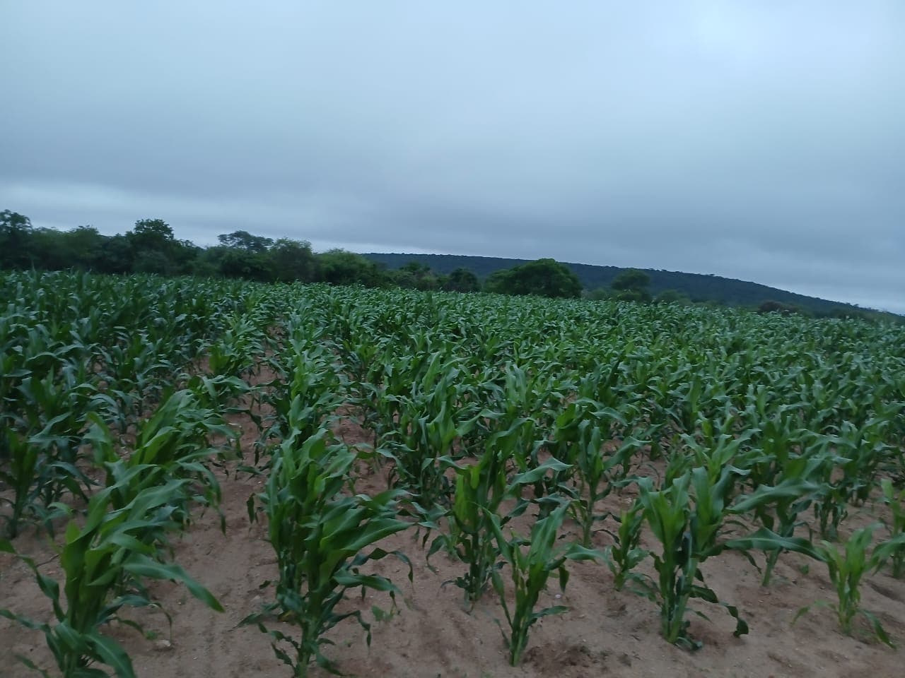 Rows of young crops beneath a cloudy sky