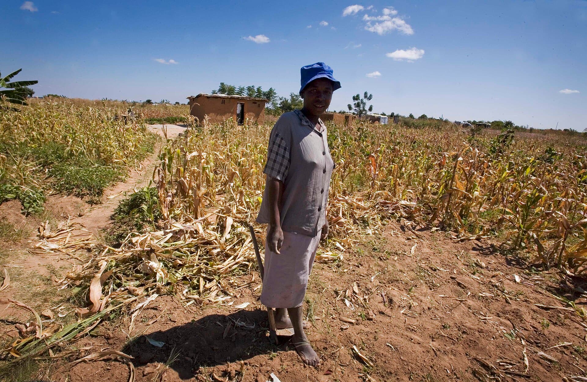 A woman in the maize crop growing around her home