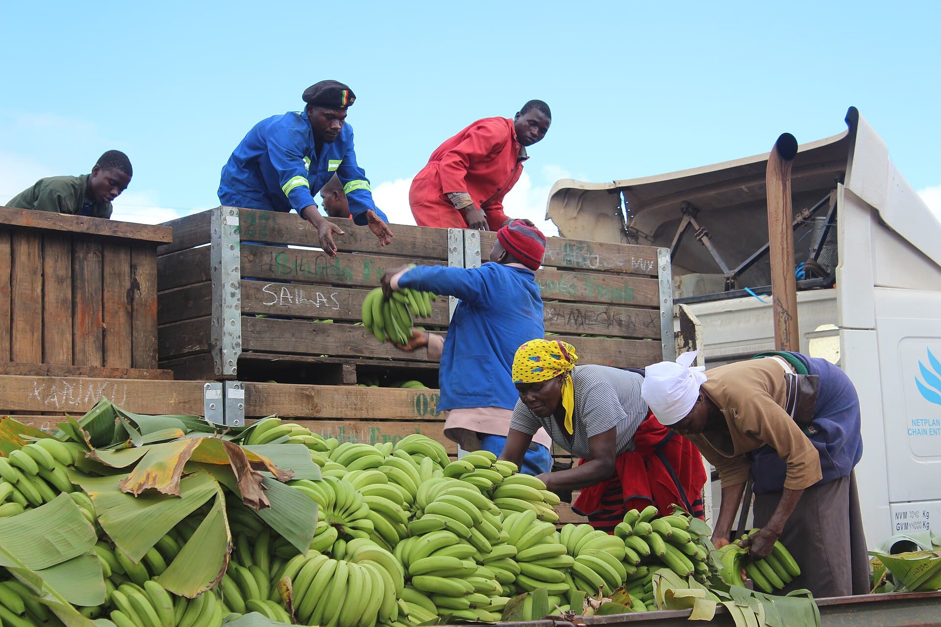 Farmers loading their harvested crop, Zimbabwe